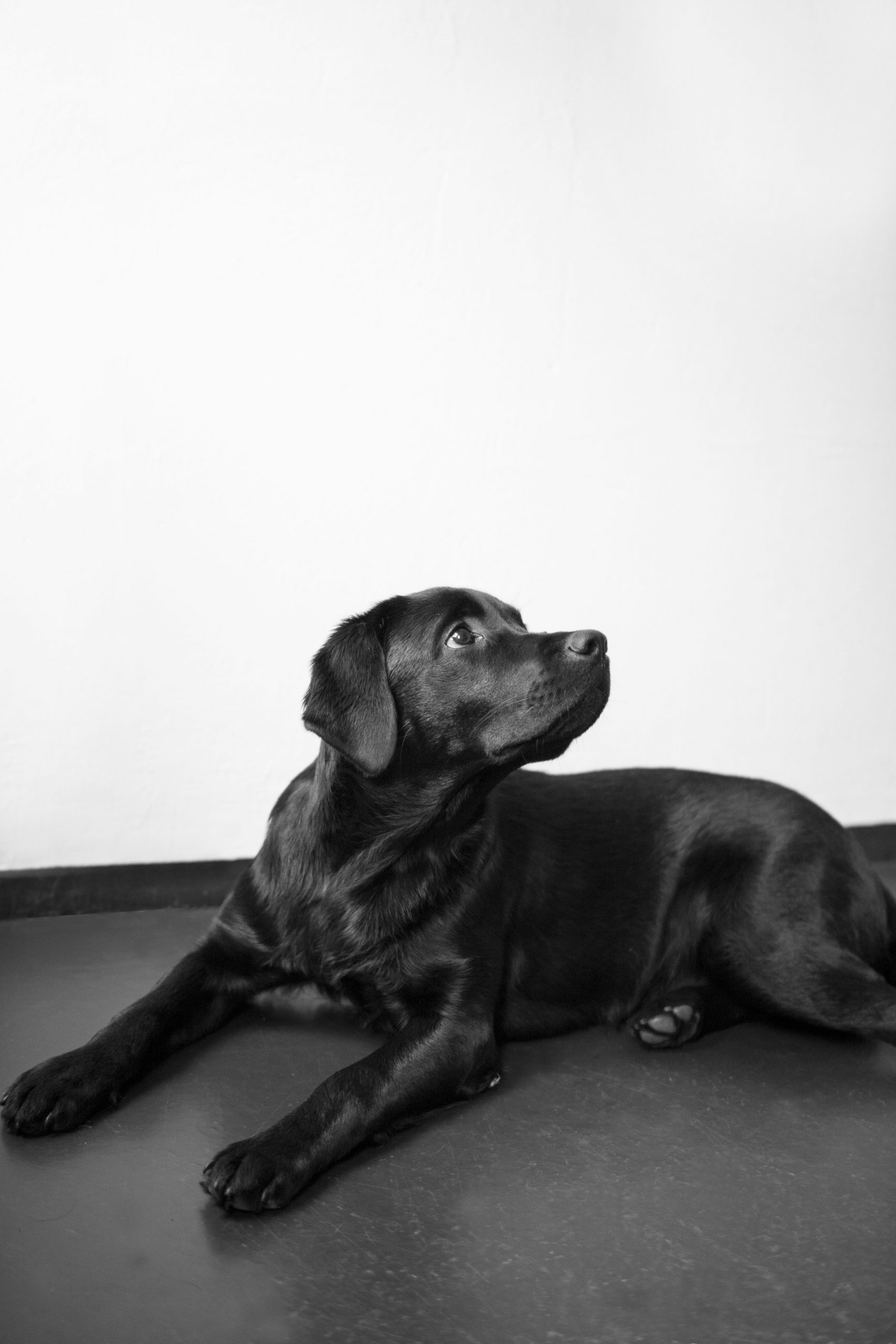 Berta, der Bürohund